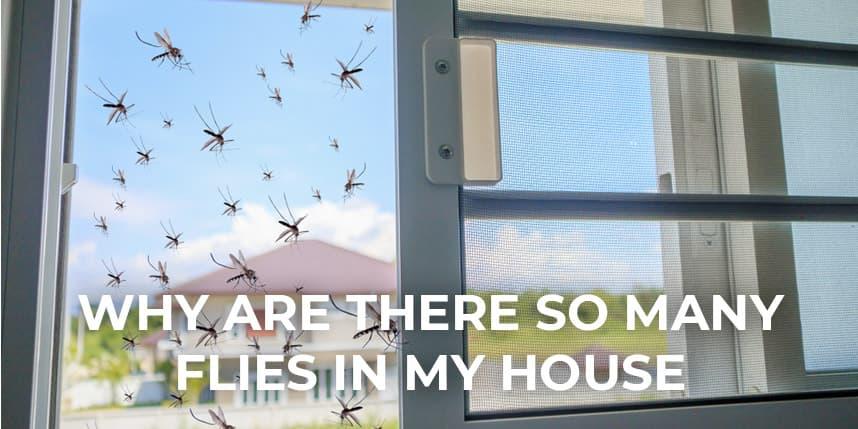 Why Are There So Many Flies in My House